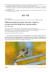 Научная статья на тему 'Обыкновенный скворец Sturnus vulgaris в окрестностях Норского заповедника'