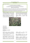 Научная статья на тему 'Опреледение числовых показателей сырья Kochia laniflora флоры Южно-Казахстанской области'