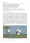 Научная статья на тему 'Осеннее нахождение малой чайки Larus minutus в Чуйской долине'