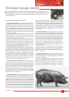 Научная статья на тему 'Основные породы свиней'