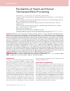 Научная статья на тему 'Peculiarities of yeasts and human telomerase RNAs processing'