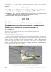 Научная статья на тему 'Первая регистрация плосконосого плавунчика Phalaropus fulicarius в Омской области'