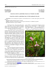 Научная статья на тему 'Pogonia japonica (orchidaceae) на острове Сахалин'