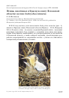 Научная статья на тему 'Птицы, внесённые в Красную книгу Псковской области: волчок Ixobrychus minutus'
