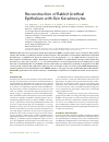 Научная статья на тему 'Reconstruction of rabbit urethral epithelium with skin keratinocytes'