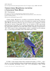 Научная статья на тему 'Синяя птица Myophonus caeruleus в Западном Тянь-Шане'