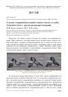 Научная статья на тему 'Случаи спаривания одной самки сизого голубя Columba livia с двумя разными самцами'