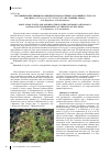 Научная статья на тему 'Состояние популяции и особенности возрастных состояний астрагала рогового ( Astragalus ceratoides Bieb. ) на границе ареала'