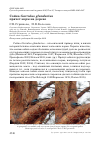 Научная статья на тему 'Сойка Garrulus glandarius прячет корм на дереве'