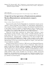 Научная статья на тему 'Стерх Grus leucogeranus в Берёзовском районе Ханты-Мансийского автономного округа'