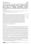 Научная статья на тему 'The Labial and Zygomatic Salivary Glands in Mixed Breed Dogs in Trinidad: Anatomical Location, Histological Features and Histochemical Characteristics'