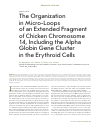 Научная статья на тему 'The organization in micro-loops of an extended fragment of chicken chromosome 14, including the alpha globin gene cluster in the erythroid cells'