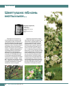 Научная статья на тему 'Цветущих яблонь мотыльки'