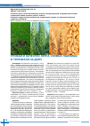 Научная статья на тему 'Урожай и качество зерна озимых пшеницы и тритикале на Дону'