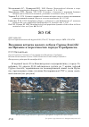 Научная статья на тему 'Весенняя встреча малого лебедя Cygnus bewickii на Иртыше в окрестностях города Серебрянска'