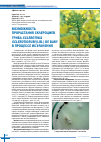 Научная статья на тему 'Возможность прорастания склероциев гриба Sclerotinia sclerotiorum (lib. ) de Bary в процессе их хранения'