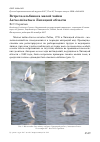 Научная статья на тему 'Встреча альбиноса малой чайки Larus minutus в Липецкой области'