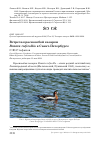 Научная статья на тему 'Встреча краснозобой казарки Branta ruficollis в Санкт-Петербурге'