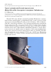 Научная статья на тему 'Залет китайской белой трясогузки Motacilla alba leucopsis в Северное Забайкалье'