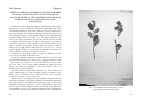 Научная статья на тему 'Заметка о типовом материале Salix bicolor Ehrh. Ex Willd. И Salix basaltica Coste (Salicaceae)'