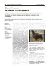 Научная статья на тему 'Зимняя встреча орлана-белохвоста в Иркутской области'