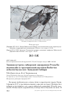 Научная статья на тему 'Зимняя встреча сибирской завирушки Prunella montanella и тростниковой овсянки Emberiza schoeniclus на юге Западной Сибири'