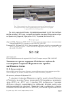 Научная статья на тему 'Зимняя встреча зарянки Erithacus rubecula в северных отрогах Нарымского хребта на Южном Алтае'