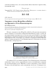 Научная статья на тему 'Зимовка лутка Mergellus albellus на Иртыше в Усть-Каменогорске'