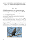 Научная статья на тему 'Зимовка орлана-белохвоста Haliaeetus albicilla в низовьях Бухтармы на юго-западном Алтае'