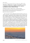 Научная статья на тему 'Зимовка сибирских чечевиц Carpodacus roseus в северных предгорьях Нарымского хребта на Южном Алтае в 2018/19 году'